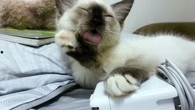 吃瓜娱乐酱社恐猫,揭秘社交恐惧的萌宠——社恐猫的日常生活